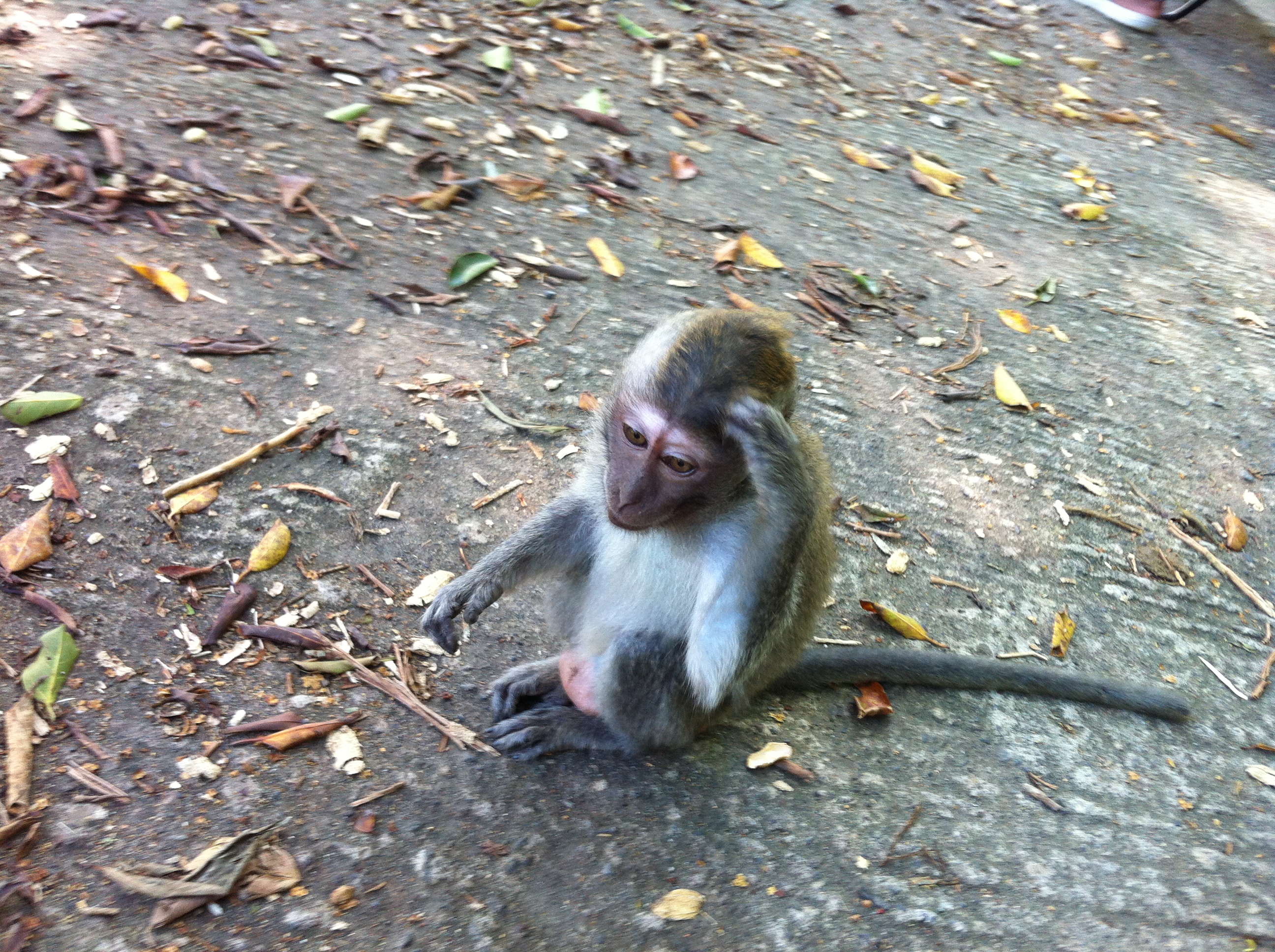 Monkey Lombok Indonesia