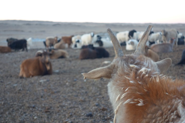 Mongolie