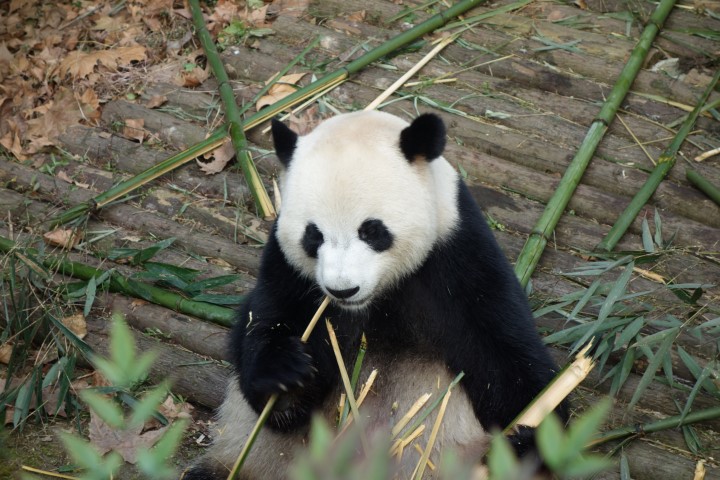 chengdu panda