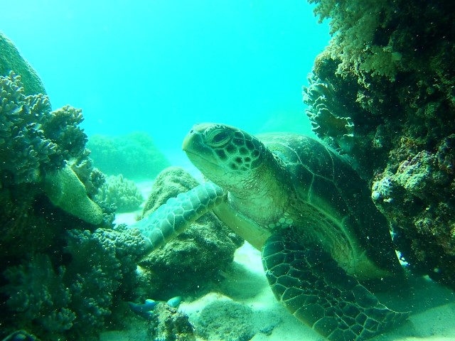 Apo island schildpad 1 (Small)