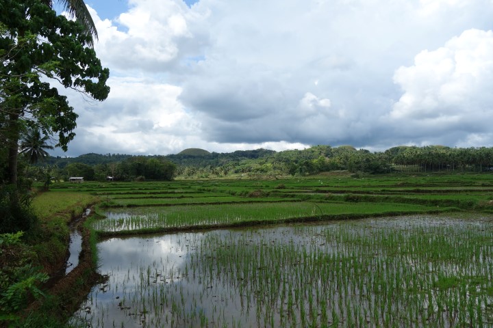 Bohol
