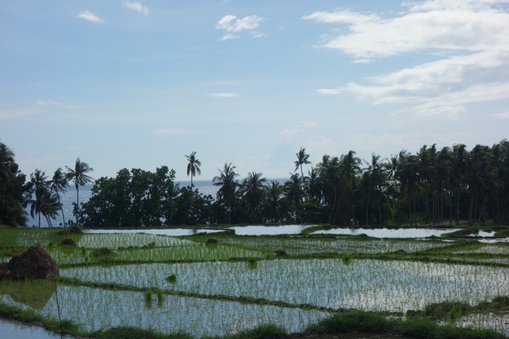 Bohol