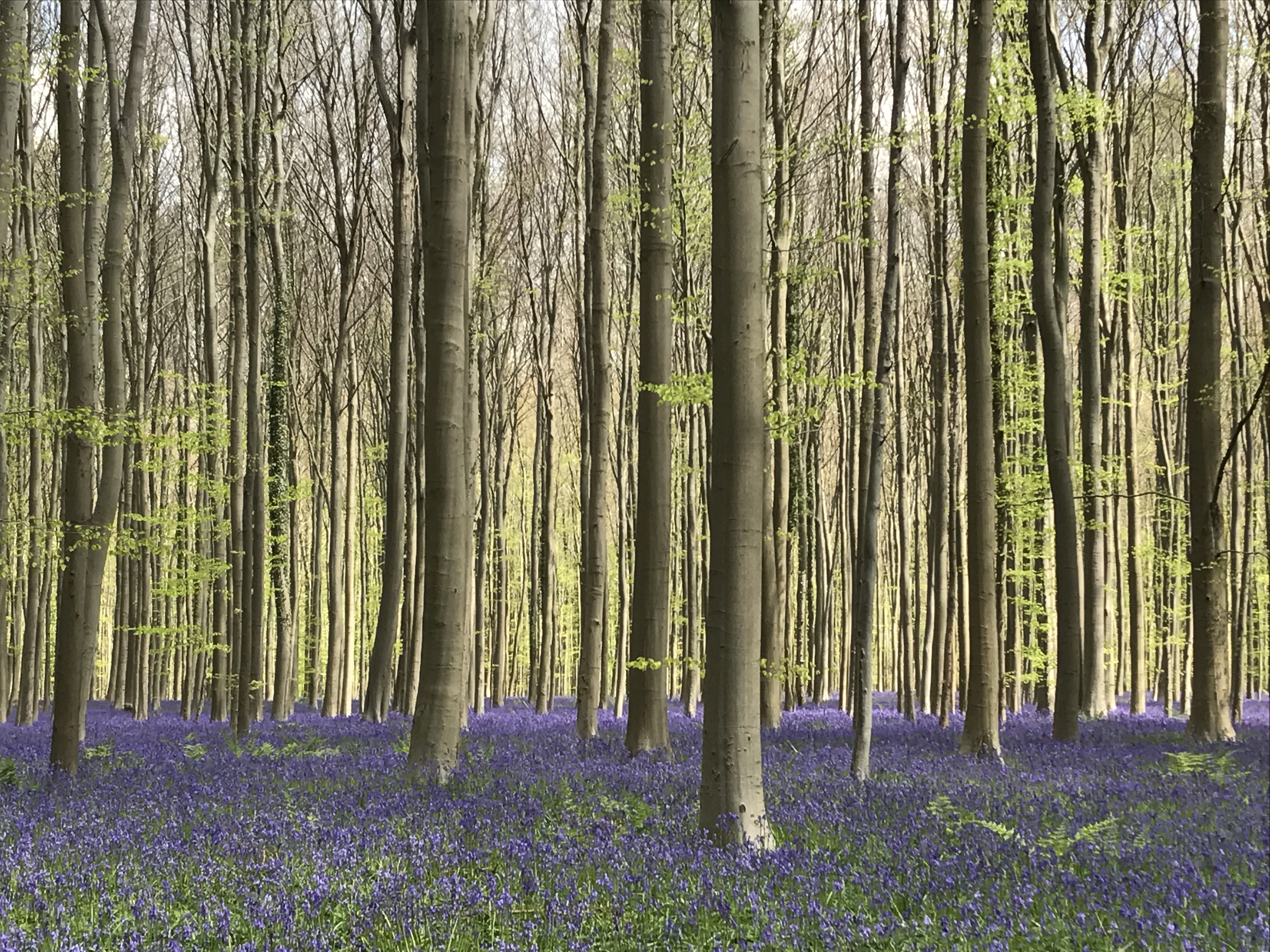 Hallerbos