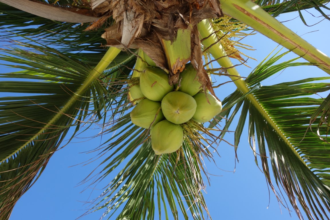 Coconut Beach Koh Rong Cambodja