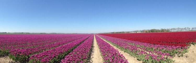 Tulpenroute