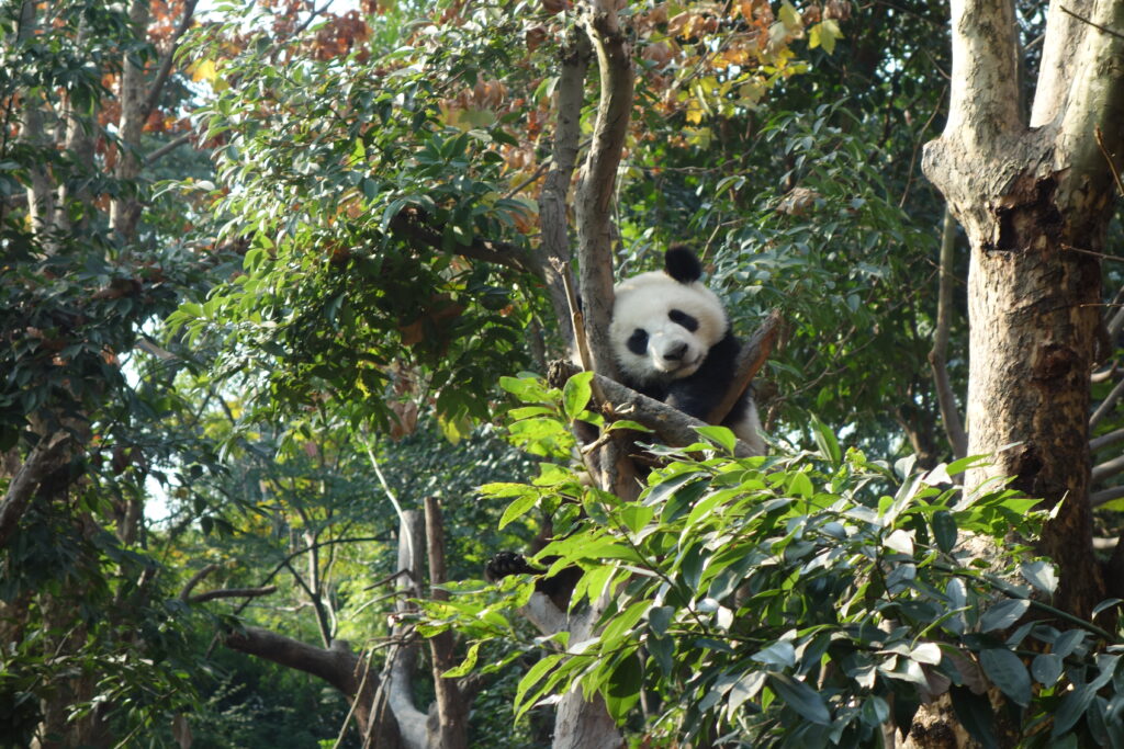chengdu panda