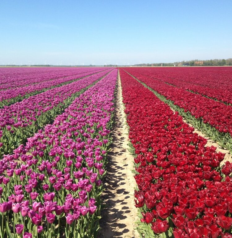 Op ontdekking in Nederland: 5x typisch Hollands