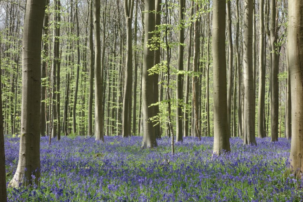 hallerbos in bloei