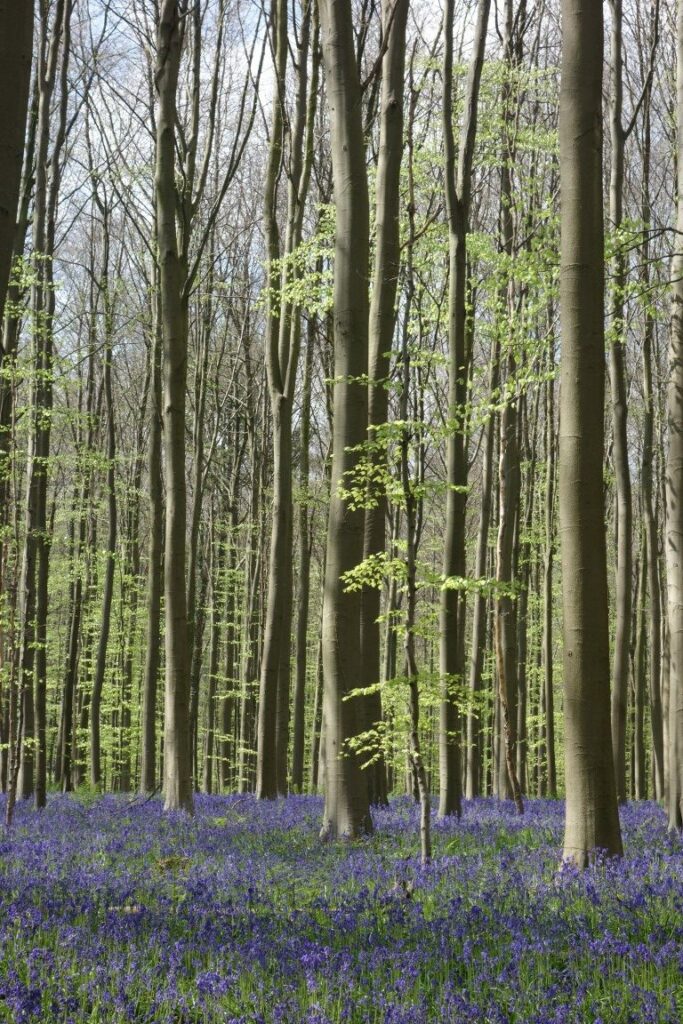 hallerbos in bloei