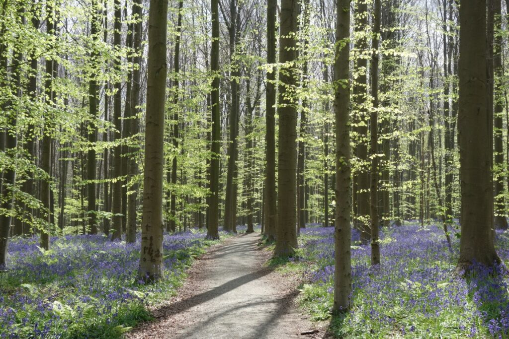 hallerbos in bloei