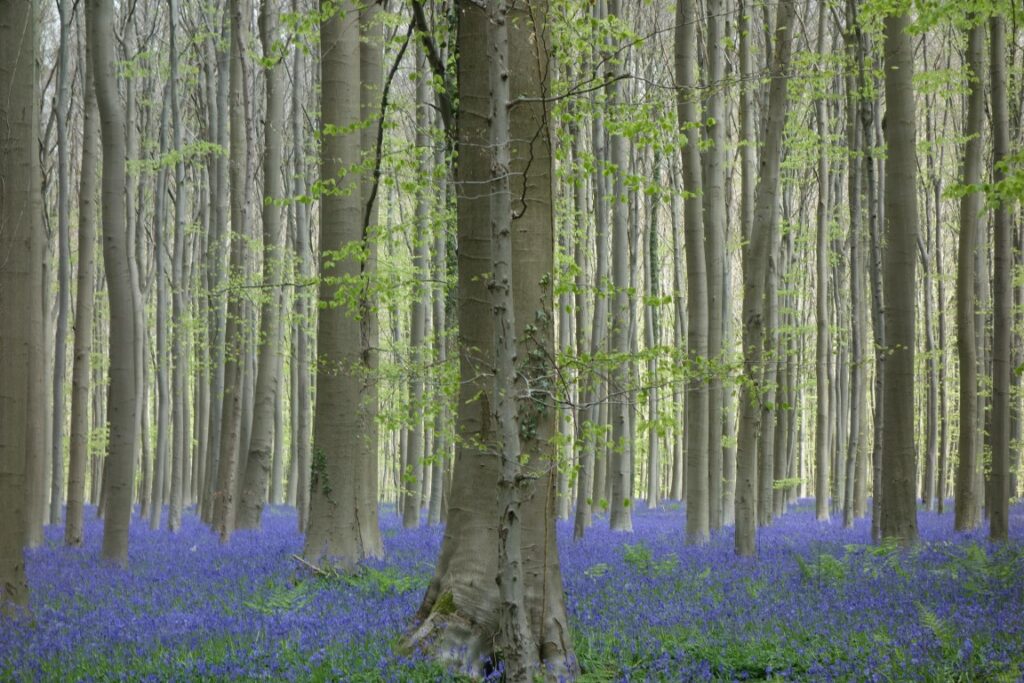 hallerbos in bloei