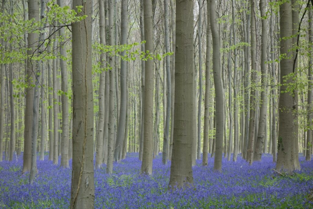 hallerbos in bloei