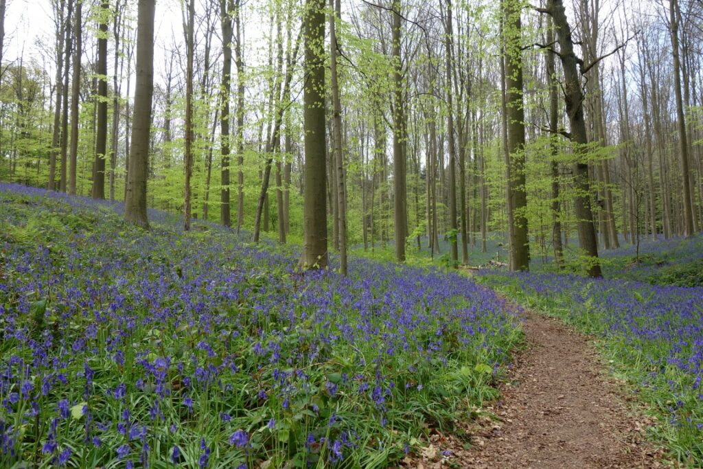 hallersbos wandeling