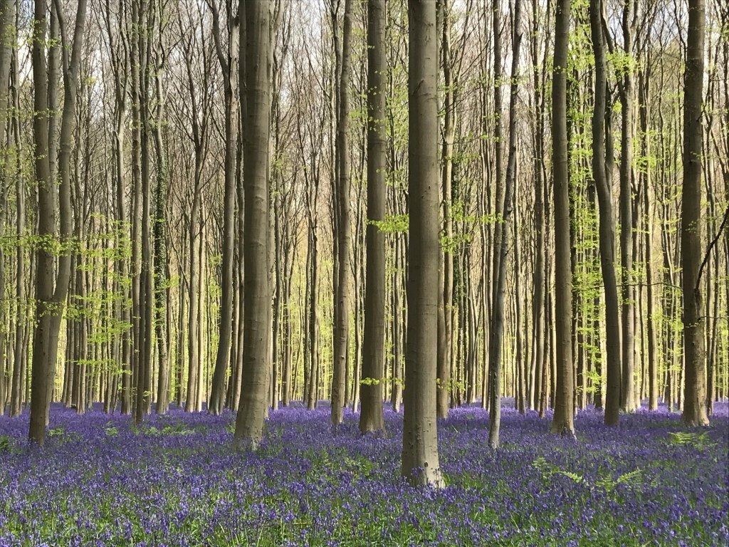 hallerbos in bloei
