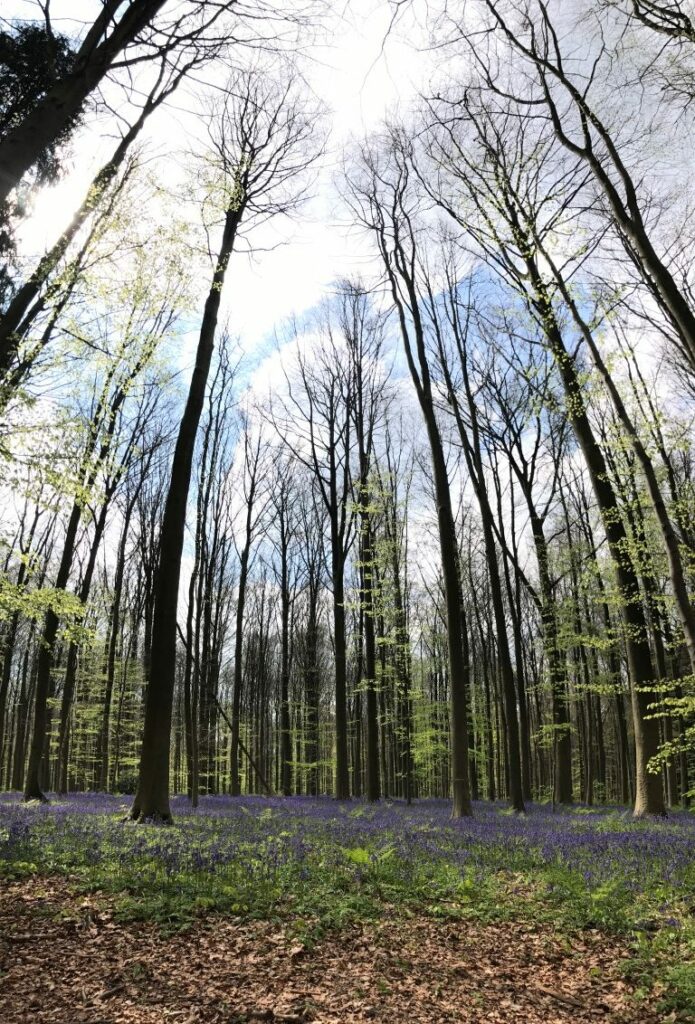 Hallerbos hyacinten