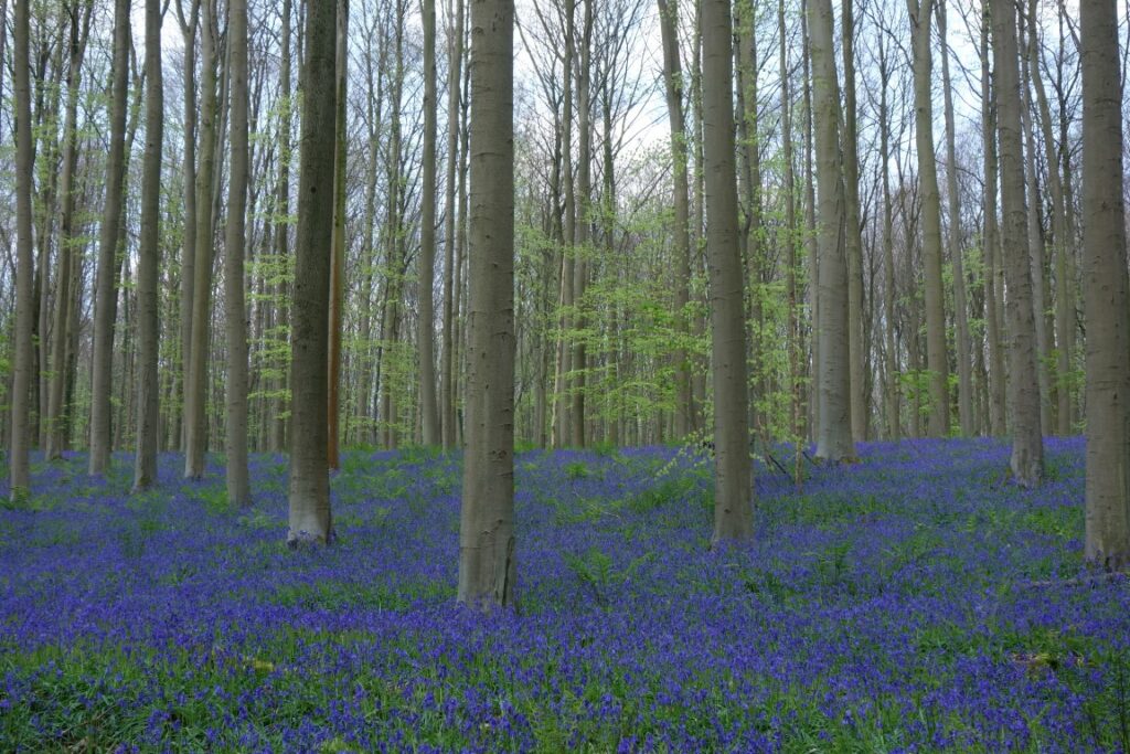 Hallerbos hyacinten