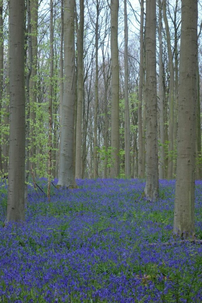Hallerbos wandeling