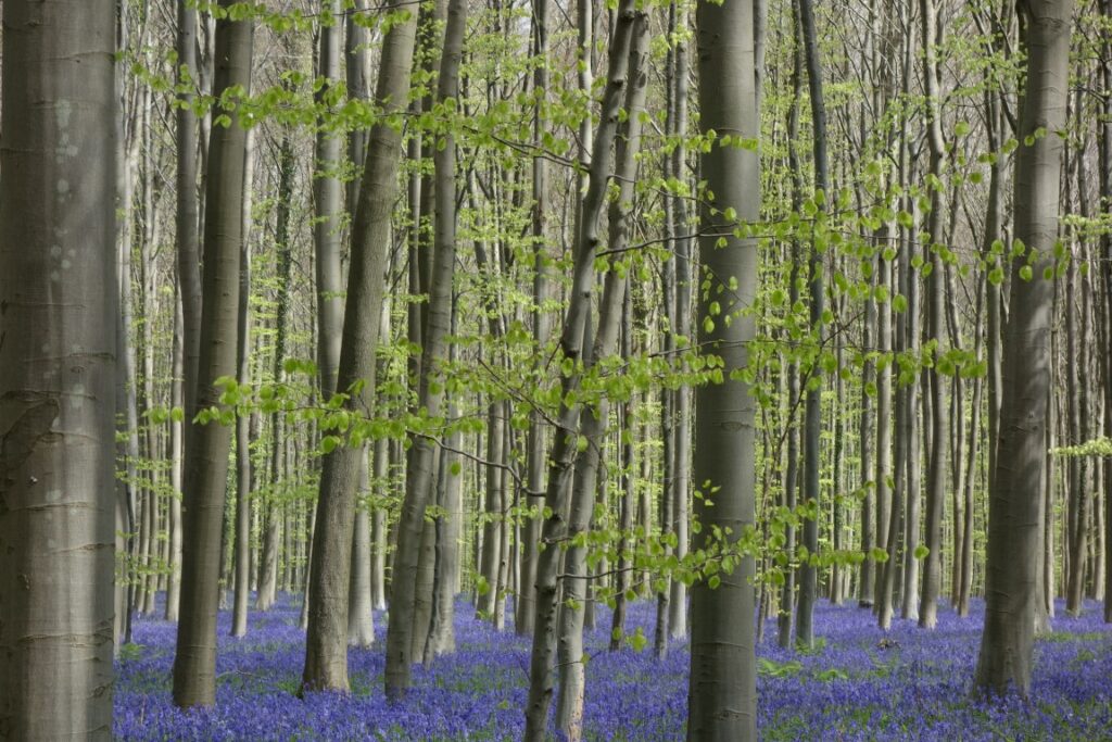 hallerbos wandeling