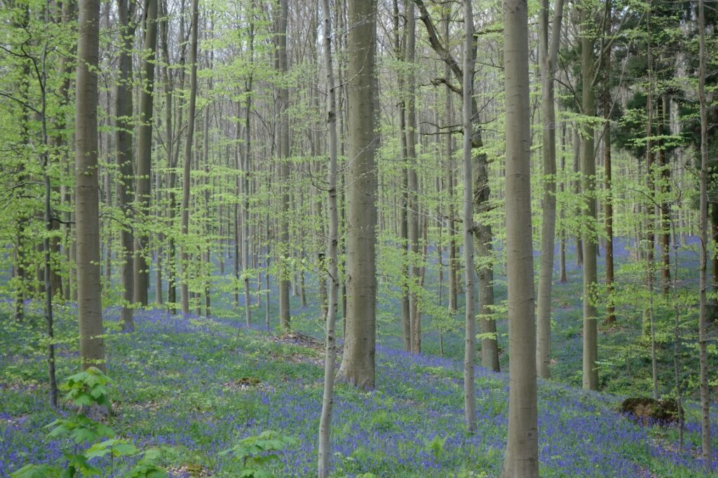 hallerbos