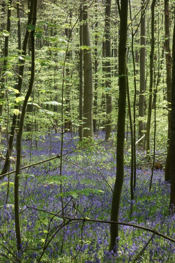 hallerbos in bloei