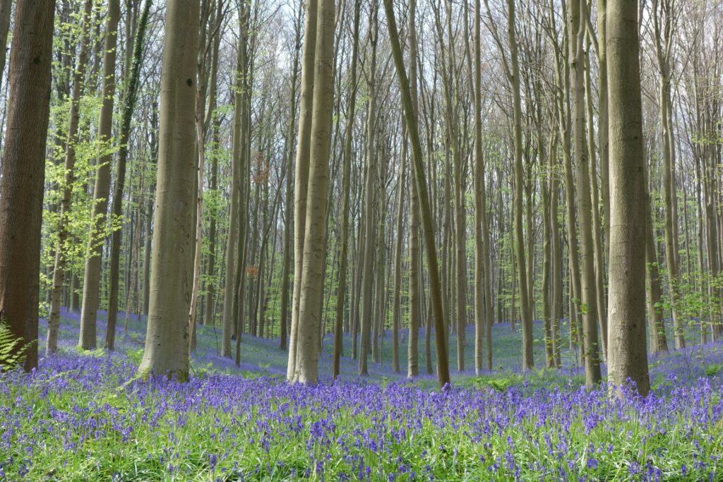 hallerbos in bloei