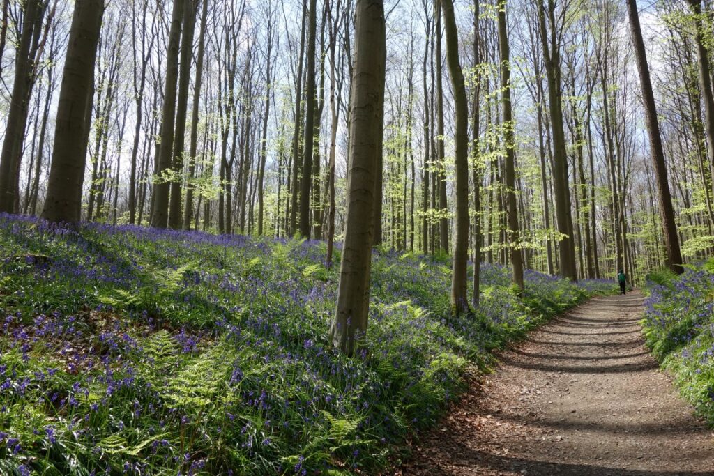 hallerbos wandeling