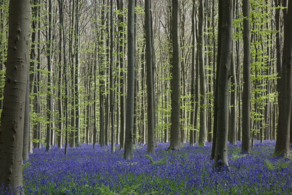 Hallerbos in bloei