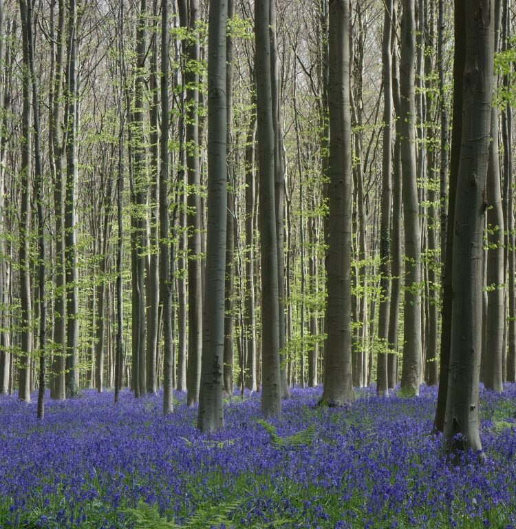 Hallerbos in bloei