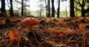 Wandelen connecterra