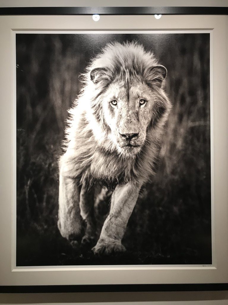 fotografie Antwerpen