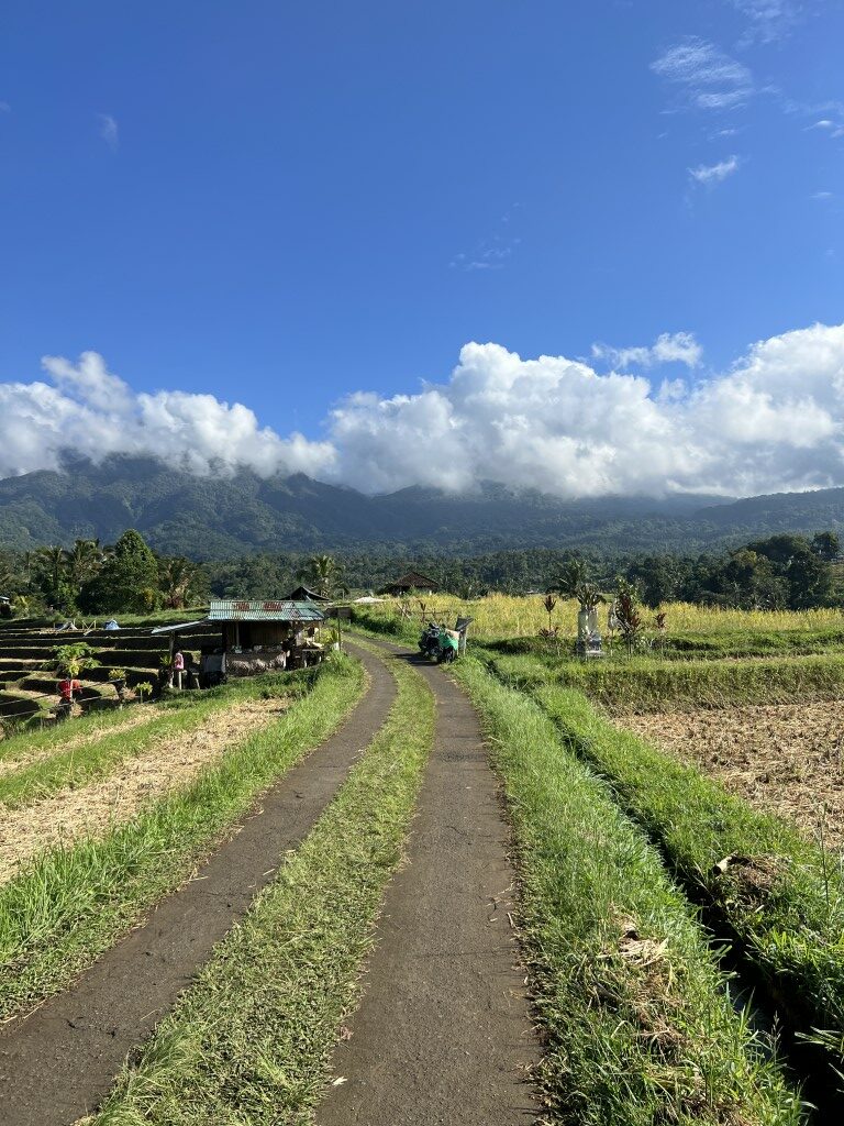 route bali, bali, rijstvelden, natuur, bedugul, jatiluwih