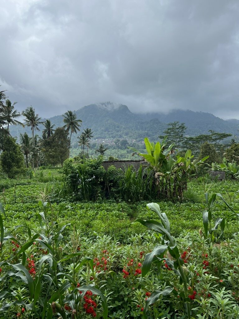 route bali, bali, rijstvelden, sidemen, natuur