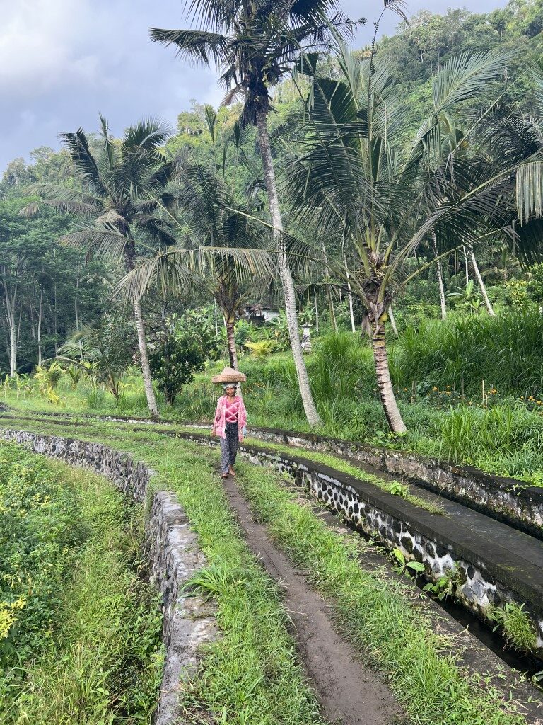 route bali, bali, rijstvelden, sidemen, natuur