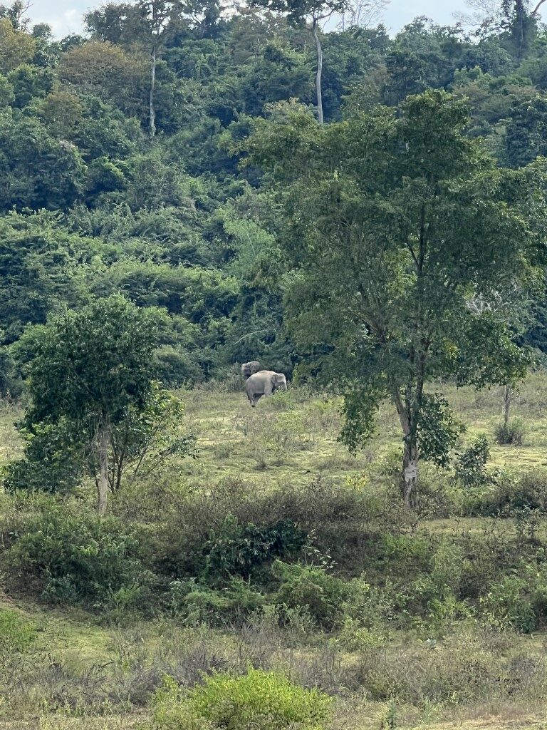thailand olifant, thailand national park, kui buri national park