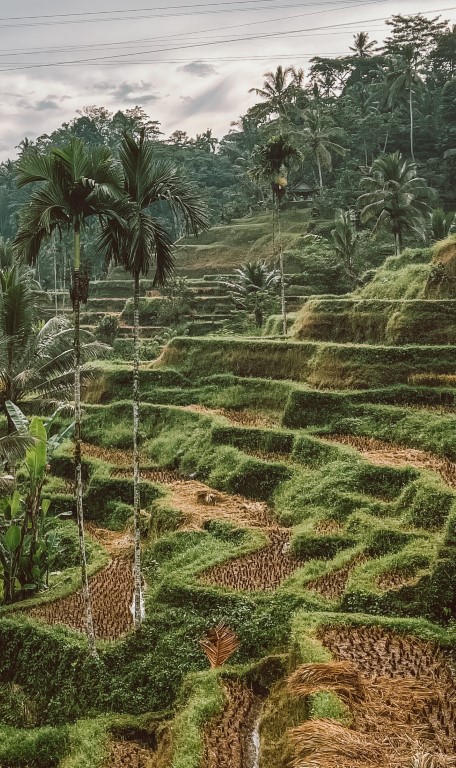 route bali, bali, ubud, rijstvelden, tegalalang