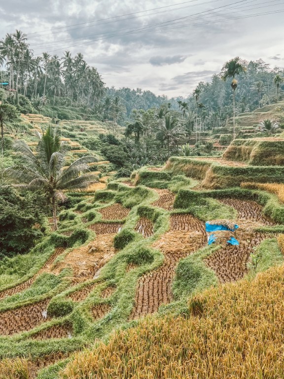 route bali, bali, ubud, rijstvelden, tegalalang