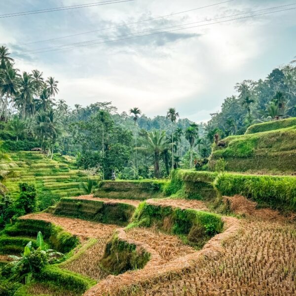 route bali, bali, ubud, rijstvelden, tegalalang