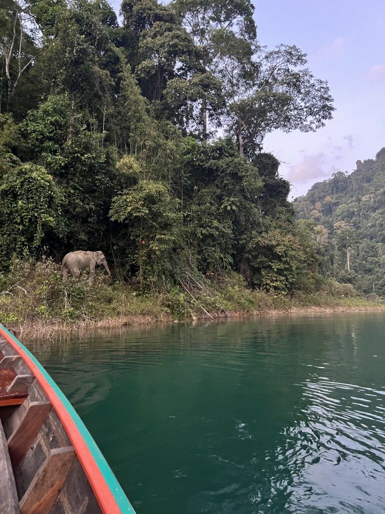 thailand national park, khao sok, khao sok lake, olifant