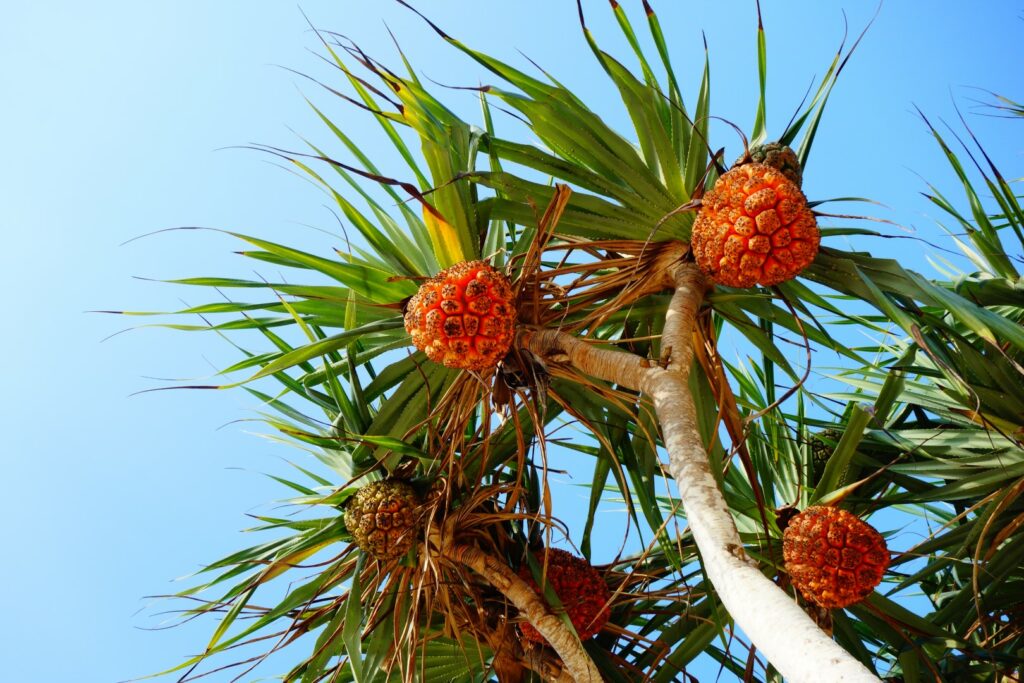 strand kuta lombok, tropisch fruit