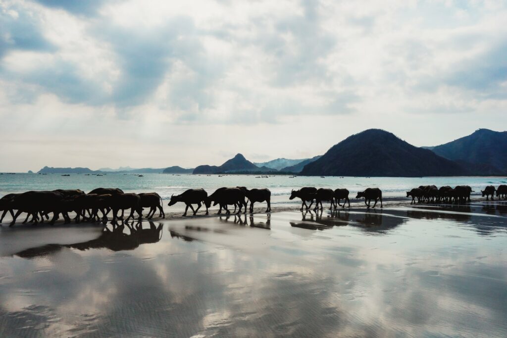 Kuta Lombok Pantai Selong Belanak, koeien op het strand lombok