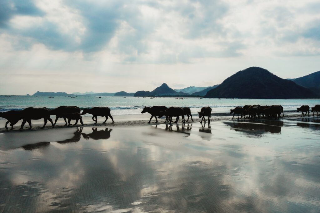Kuta Lombok Pantai Selong Belanak, koeien op het strand lombok