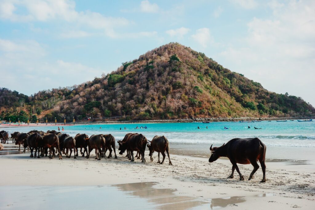 Kuta Lombok Pantai Selong Belanak, koeien op het strand kuta lombok