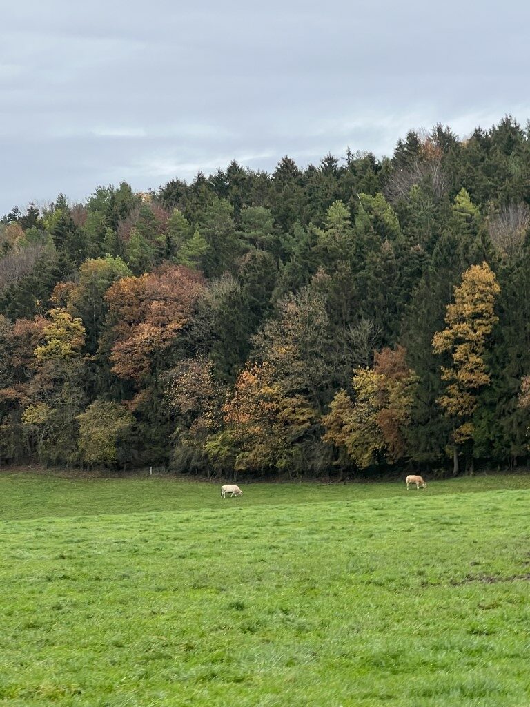 durbuy, belgie natuur