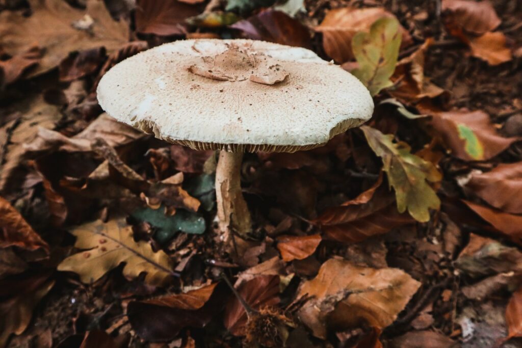 belgie herfst, belgie natuur, paddestoelen, fotografie