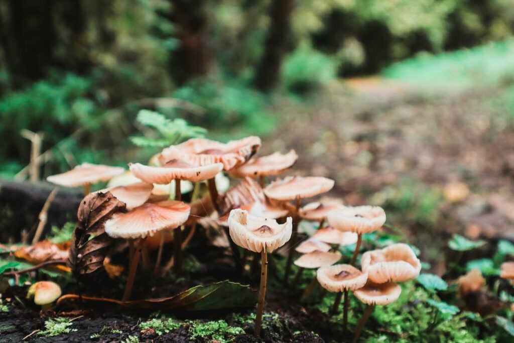 belgie herfst, belgie natuur, paddestoelen, fotografie