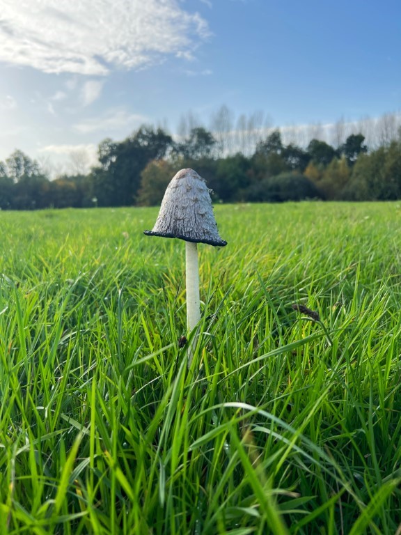 belgie herfst, belgie natuur, paddestoelen
