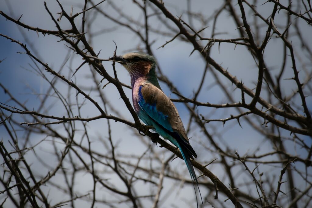 kruger, birds kruger, lilac breasted roller