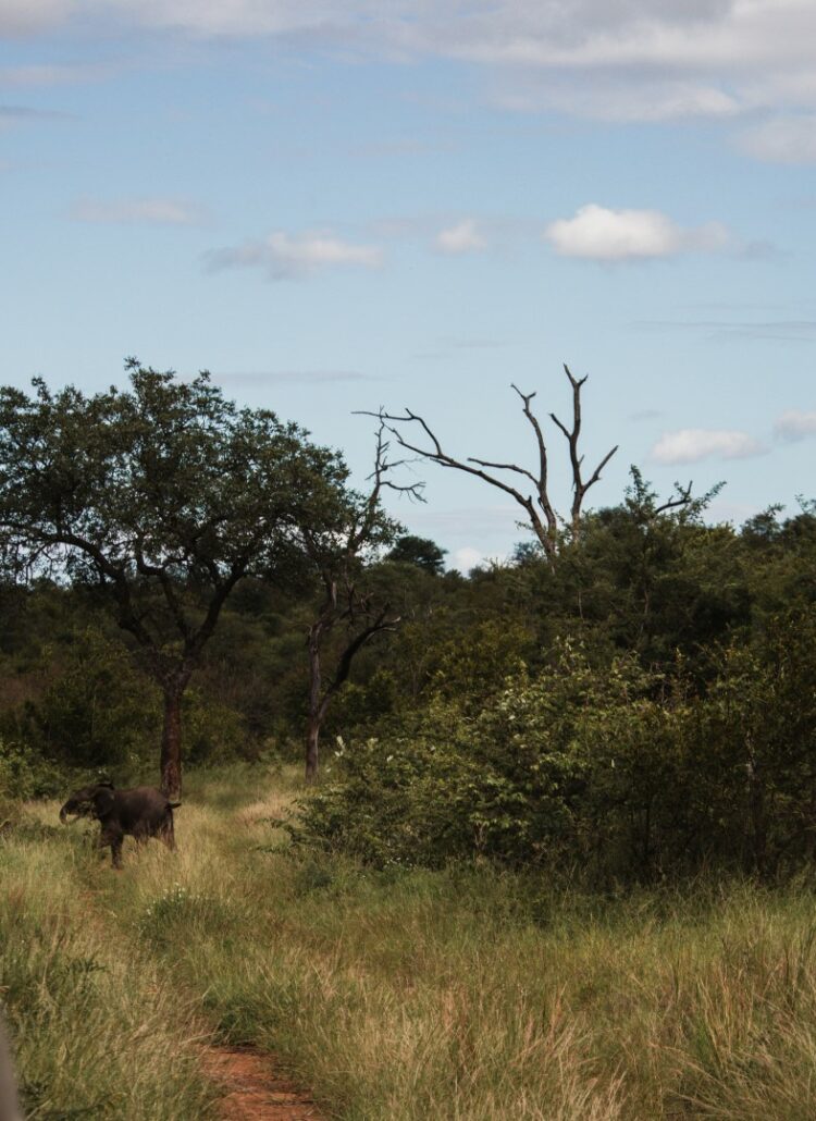 roadtrip zuid-afrika, private game reserve, rukiya, rukiya safari camp, game drive, olifant, ranger