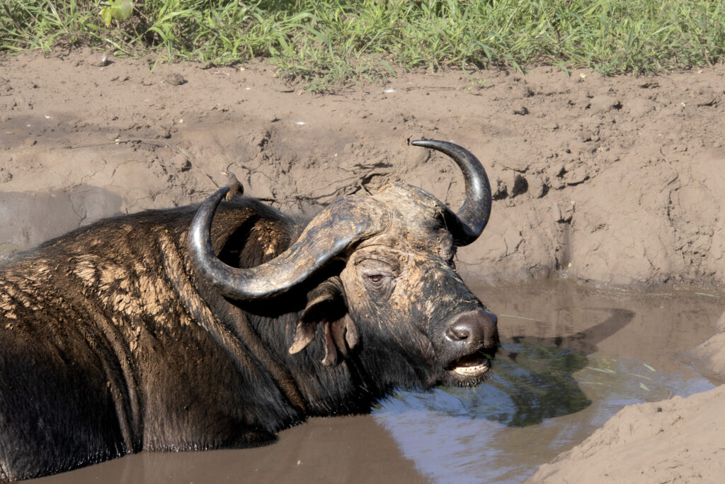 roadtrip zuid-afrika, private game reserve, rukiya, rukiya safari camp, game drive, buffel, big 5