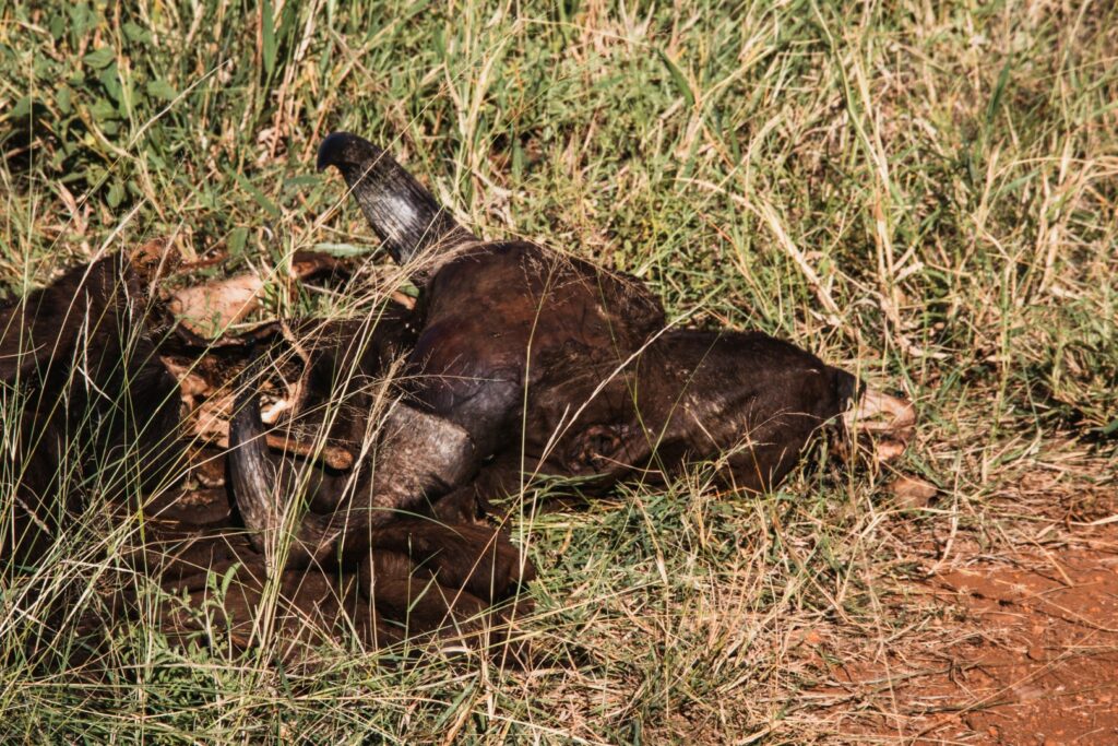 roadtrip zuid-afrika, private game reserve, rukiya, rukiya safari camp, game drive, buffel kill, big 5